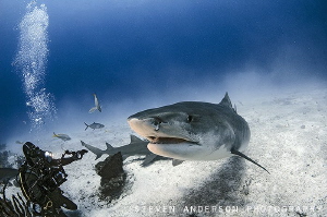 The World Famous Emma the Tiger Shark makes her graceful ... by Steven Anderson 